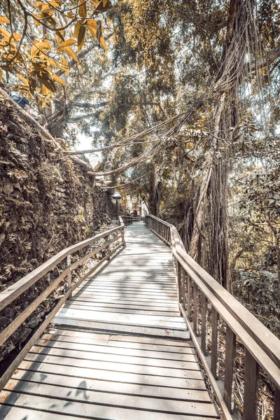 Wilayah Hutan Kera Indonesia — Stok Foto