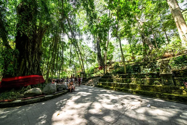 Affenwald Bei Tag Ubud Indonesien — Stockfoto