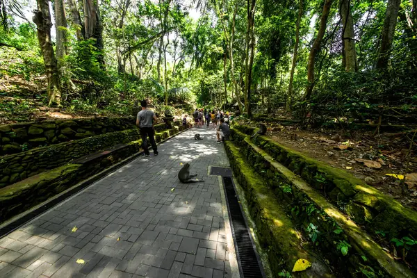 Affenwald Bei Tag Ubud Indonesien — Stockfoto