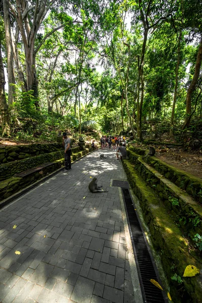 Las Małp Dzień Ubud Indonezja — Zdjęcie stockowe