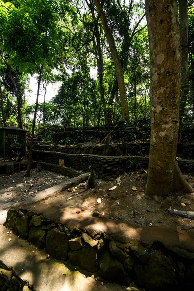 Monkey Forest Daytime Ubud Indonesia — Stock Photo, Image