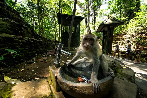 Territorio Della Foresta Scimmie Indonesia — Foto Stock