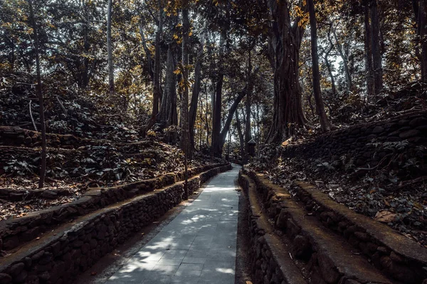 Hutan Kera Siang Hari Ubud Indonesia — Stok Foto