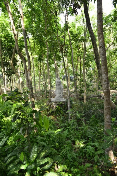 Endonezya Nın Ubud Şehrinde Gündüz Vakti Maymun Ormanı — Stok fotoğraf