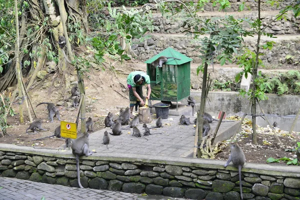 Affenwald Bei Tag Ubud Indonesien — Stockfoto