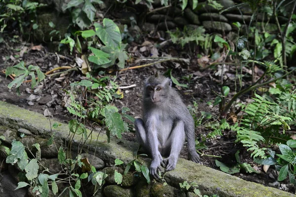 Las Małp Dzień Ubud Indonezja — Zdjęcie stockowe