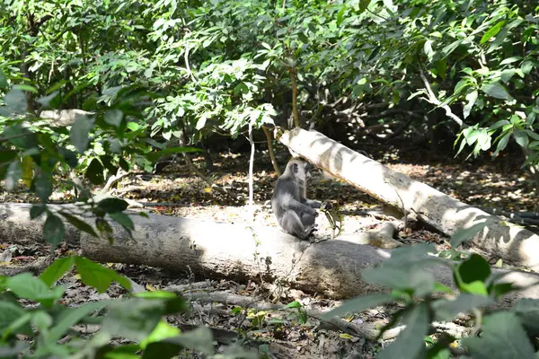 Territorio Del Bosque Monos Indonesia —  Fotos de Stock