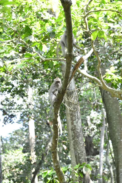 Floresta Macacos Durante Dia Ubud Indonésia — Fotografia de Stock