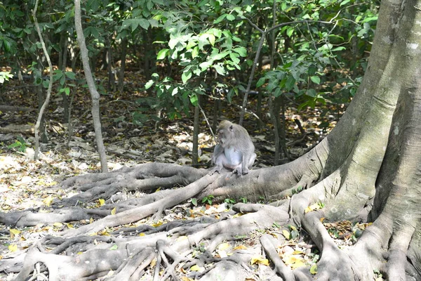 Bosque Monos Durante Día Ubud Indonesia —  Fotos de Stock