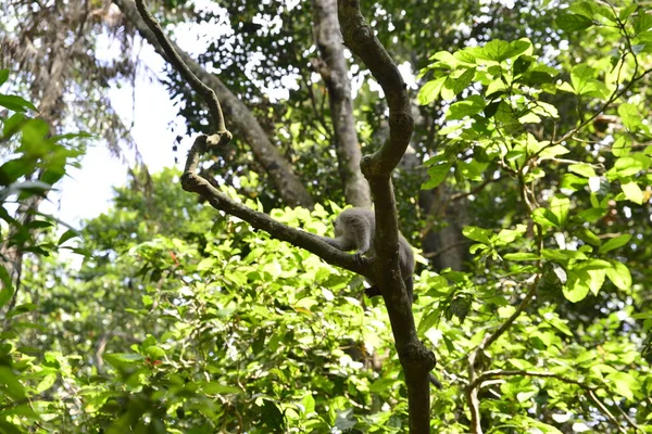 Território Floresta Dos Macacos Indonésia — Fotografia de Stock