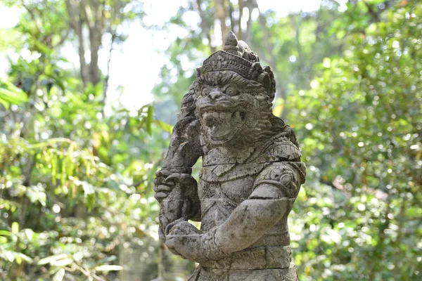 Territorio Del Bosque Monos Indonesia — Foto de Stock