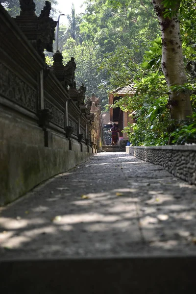 Território Floresta Dos Macacos Indonésia — Fotografia de Stock