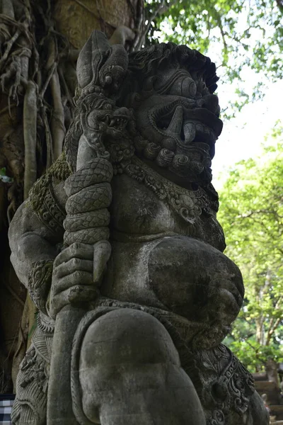 Apenbos Overdag Ubud Indonesië — Stockfoto