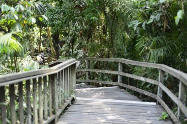 Endonezya 'nın Ubud şehrinde gündüz vakti Maymun Ormanı 