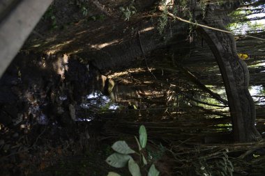 Endonezya 'nın Ubud şehrinde gündüz vakti Maymun Ormanı 