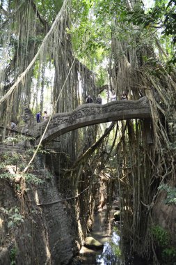 Endonezya 'nın Ubud şehrinde gündüz vakti Maymun Ormanı 