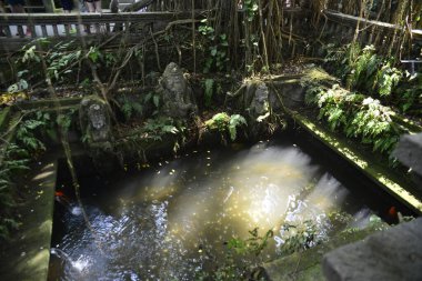 Endonezya 'nın Ubud şehrinde gündüz vakti Maymun Ormanı 