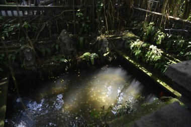 Endonezya 'nın Ubud şehrinde gündüz vakti Maymun Ormanı 