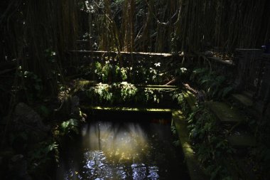 Endonezya 'nın Ubud şehrinde gündüz vakti Maymun Ormanı 