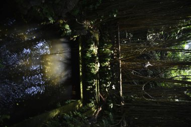 Endonezya 'nın Ubud şehrinde gündüz vakti Maymun Ormanı 