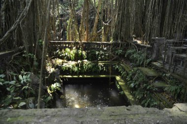 Endonezya 'daki Maymun Ormanı Bölgesi 