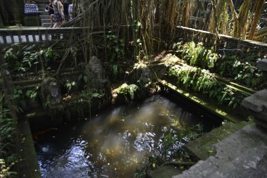Endonezya 'nın Ubud şehrinde gündüz vakti Maymun Ormanı 