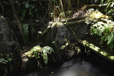 Endonezya 'nın Ubud şehrinde gündüz vakti Maymun Ormanı 