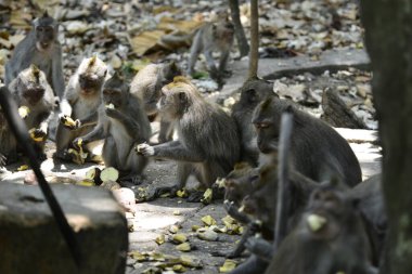 Endonezya 'nın Ubud şehrinde gündüz vakti Maymun Ormanı 