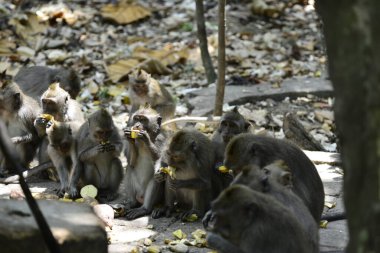 Endonezya 'nın Ubud şehrinde gündüz vakti Maymun Ormanı 