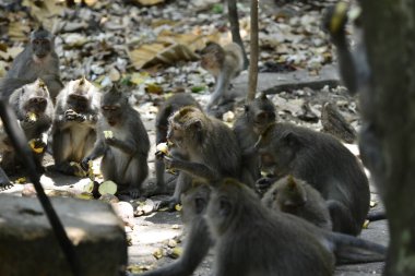 Endonezya 'nın Ubud şehrinde gündüz vakti Maymun Ormanı 