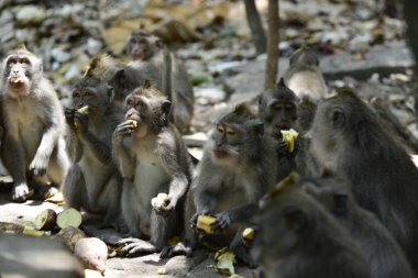 Endonezya 'nın Ubud şehrinde gündüz vakti Maymun Ormanı 