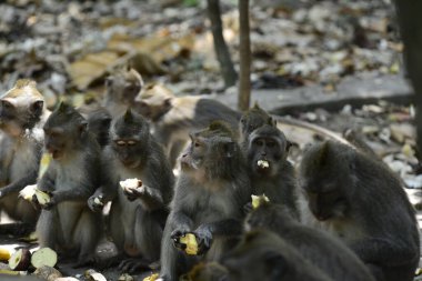 Endonezya 'nın Ubud şehrinde gündüz vakti Maymun Ormanı 