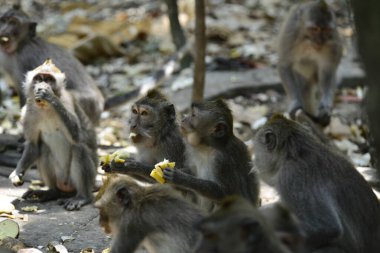 Endonezya 'nın Ubud şehrinde gündüz vakti Maymun Ormanı 