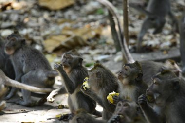Endonezya 'nın Ubud şehrinde gündüz vakti Maymun Ormanı 