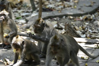 Endonezya 'nın Ubud şehrinde gündüz vakti Maymun Ormanı 