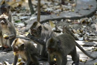 Endonezya 'nın Ubud şehrinde gündüz vakti Maymun Ormanı 