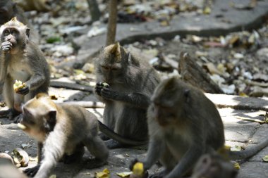 Endonezya 'nın Ubud şehrinde gündüz vakti Maymun Ormanı 