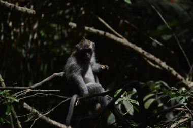 Endonezya 'nın Ubud şehrinde gündüz vakti Maymun Ormanı 