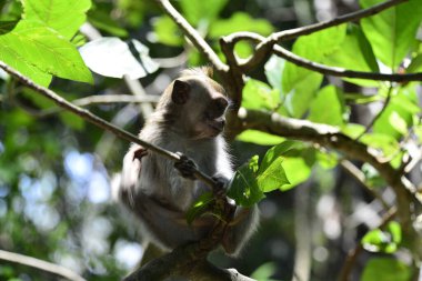 Endonezya 'nın Ubud şehrinde gündüz vakti Maymun Ormanı 