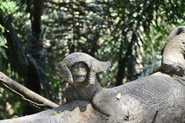 Endonezya 'nın Ubud şehrinde gündüz vakti Maymun Ormanı 