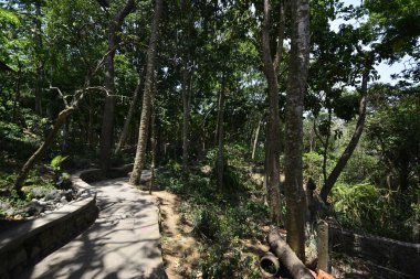 Endonezya 'nın Ubud şehrinde gündüz vakti Maymun Ormanı 