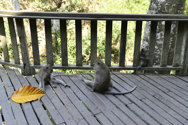 Floresta Macacos Durante Dia Ubud Indonésia — Fotografia de Stock