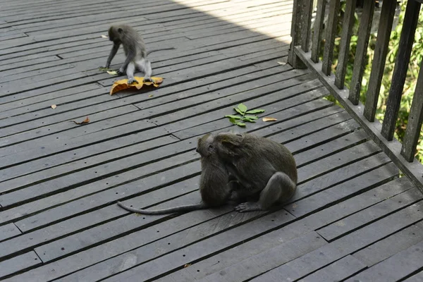 Territory Monkey Forest Indonesia — Stock Photo, Image