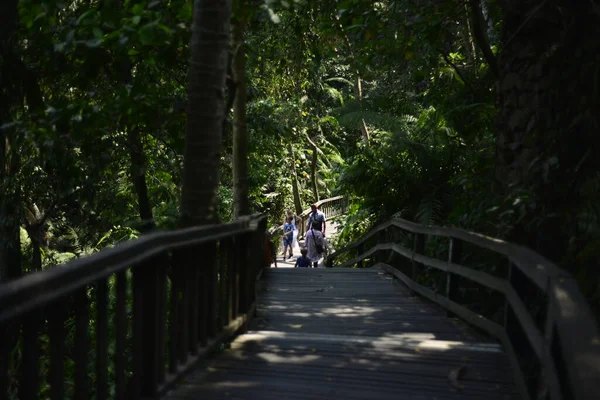 Apenbos Overdag Ubud Indonesië — Stockfoto