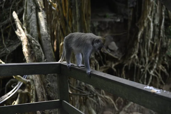 Las Małp Dzień Ubud Indonezja — Zdjęcie stockowe