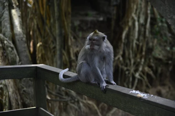 Territorio Del Bosque Monos Indonesia — Foto de Stock