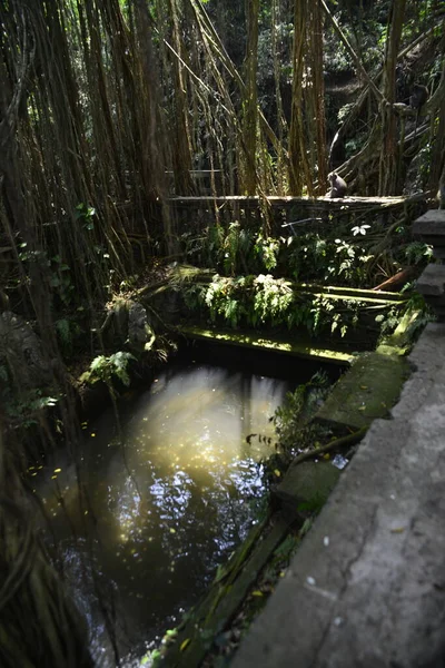 Majomerdő Nappal Ubud Indonézia — Stock Fotó