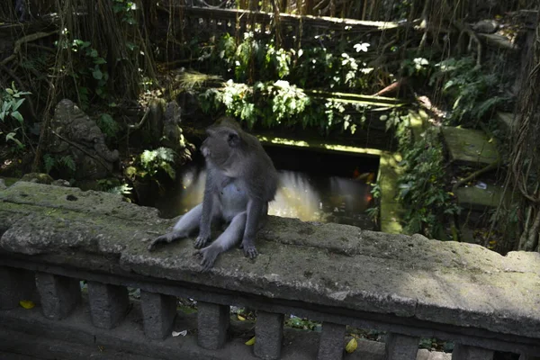 Apenbos Overdag Ubud Indonesië — Stockfoto