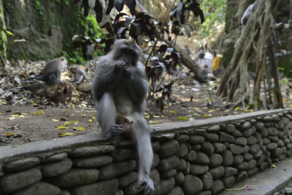 Floresta Macacos Durante Dia Ubud Indonésia — Fotografia de Stock