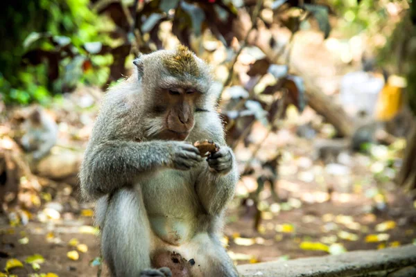 Floresta Macacos Durante Dia Ubud Indonésia — Fotografia de Stock